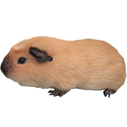 Californian Guinea Pig